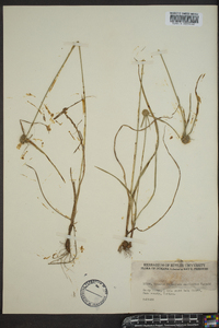 Cyperus filiculmis image