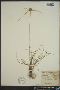 Cyperus filiculmis image