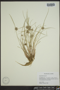 Cyperus flavescens image