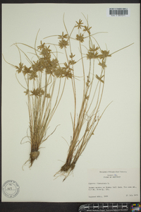 Cyperus flavescens image