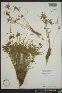 Cyperus flavescens image