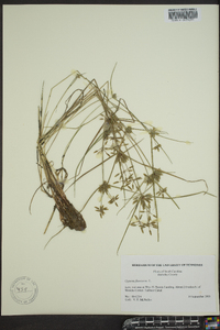 Cyperus flavescens image