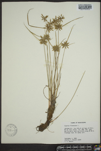 Cyperus flavescens image