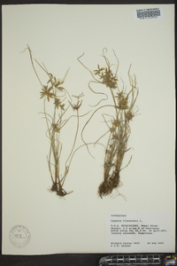 Cyperus flavescens image