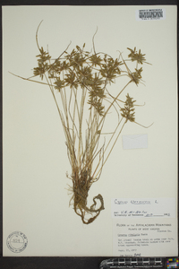 Cyperus flavescens image