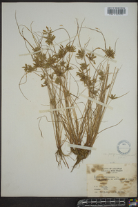 Cyperus flavescens image