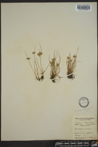 Cyperus flavescens image