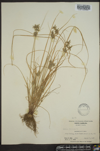 Cyperus flavescens image