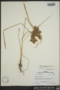 Cyperus flavicomus image