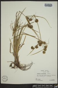 Cyperus globulosus image