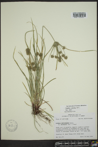 Cyperus globulosus image