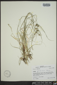 Cyperus globulosus image