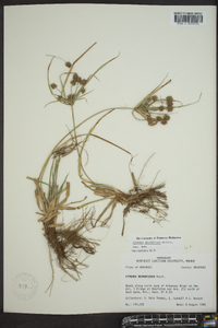 Cyperus globulosus image