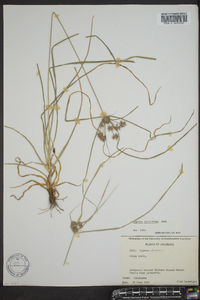 Cyperus globulosus image