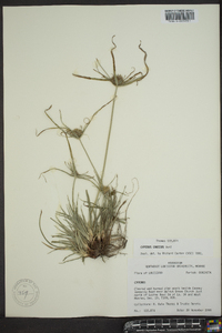 Cyperus globulosus image