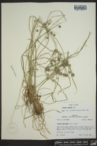 Cyperus globulosus image