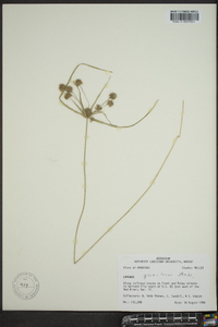 Cyperus globulosus image