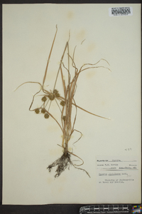 Cyperus globulosus image