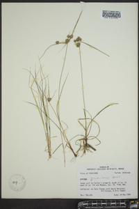 Cyperus globulosus image