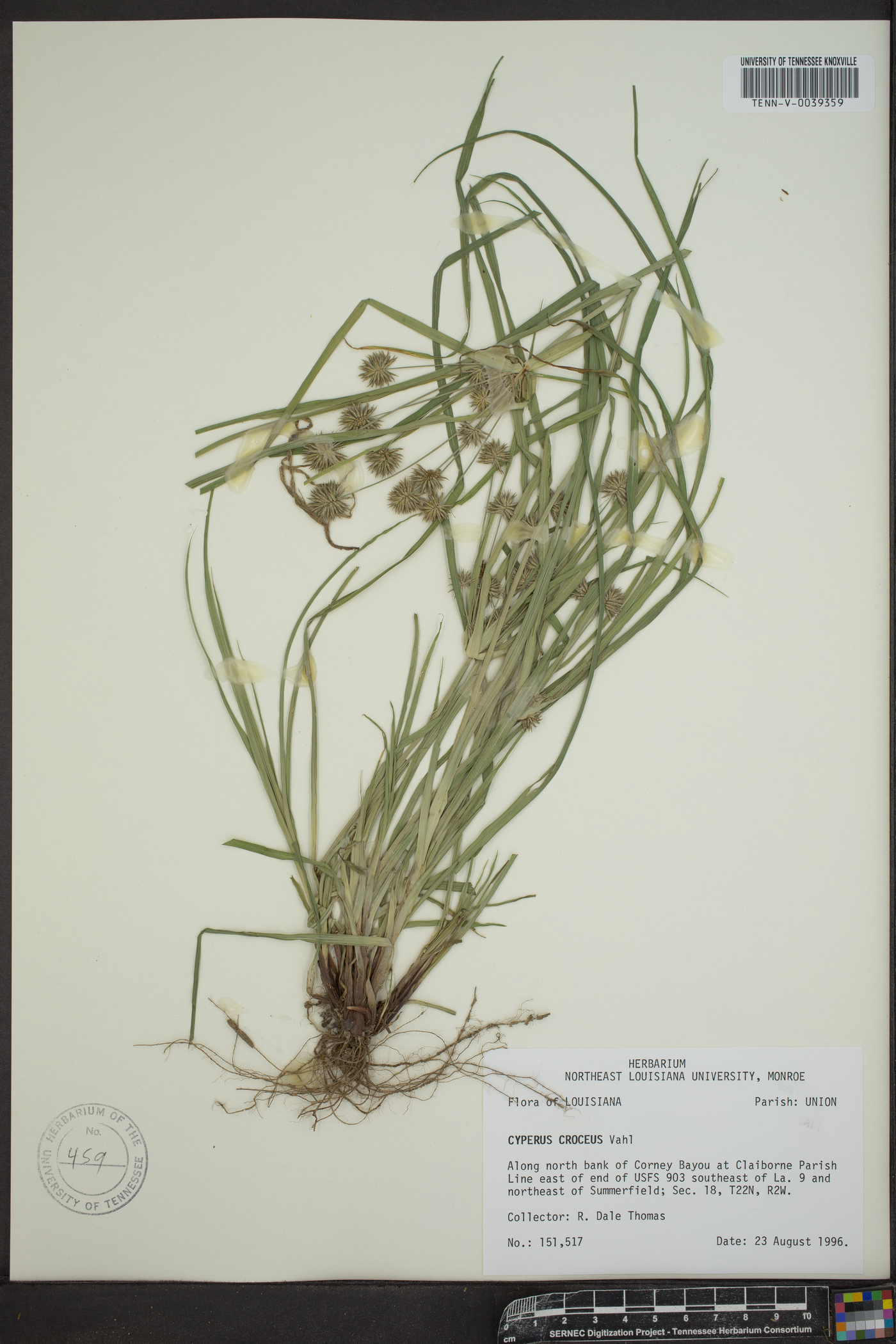 Cyperus globulosus image