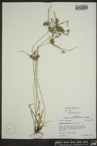 Cyperus globulosus image