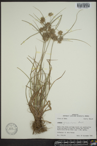 Cyperus globulosus image