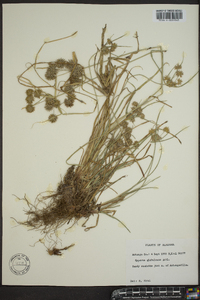 Cyperus globulosus image