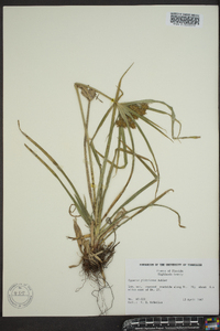 Cyperus globulosus image