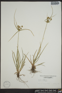 Cyperus globulosus image