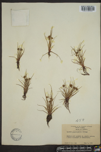 Cyperus granitophilus image