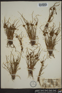 Cyperus granitophilus image