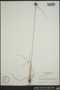 Cyperus grayi image