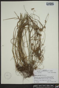 Cyperus grayioides image