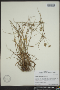Cyperus grayioides image