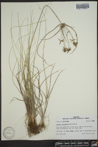 Cyperus grayioides image