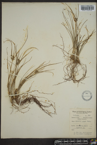 Cyperus grayi image