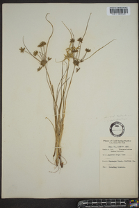 Cyperus grayi image