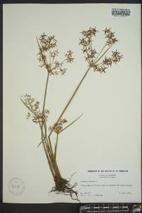 Cyperus haspan image