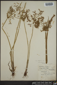 Cyperus haspan image