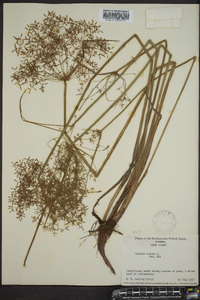 Cyperus haspan image