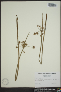 Cyperus haspan image