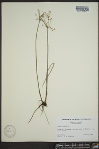 Cyperus haspan image