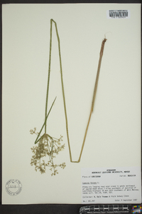 Cyperus haspan image