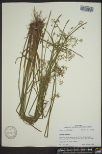 Cyperus haspan image