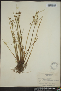 Cyperus haspan image