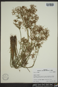 Cyperus haspan image