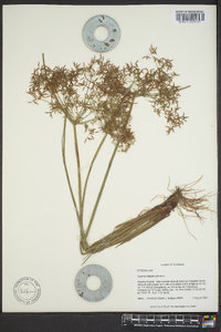 Cyperus haspan image