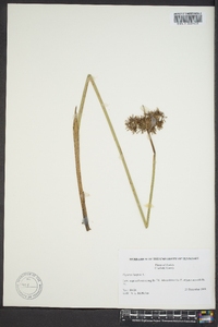 Cyperus haspan image