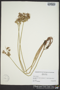 Cyperus haspan image