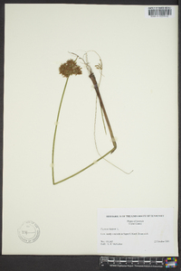 Cyperus haspan image